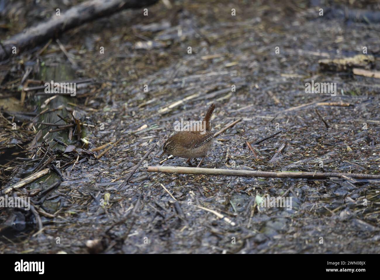 Winter Wren (Troglodytes troglodytes) im seichten Schlammwasser stehend, links und vorne sichtbar, Blick auf den Boden, aufgenommen in Großbritannien im Winter Stockfoto