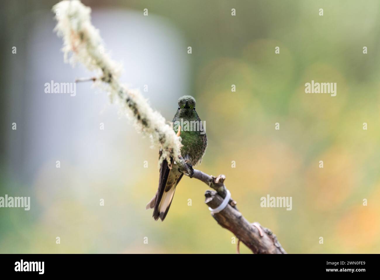 Stelzenschwanzkoronett (Boissonneaua flavescens) in Kolumbien Stockfoto