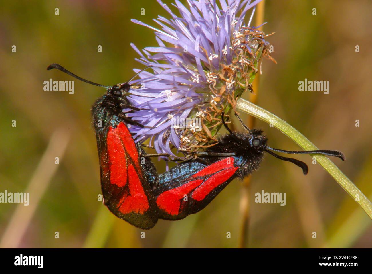 Rotmotte in der Natur auf Makroblüten in einer natürlichen Umgebung Stockfoto
