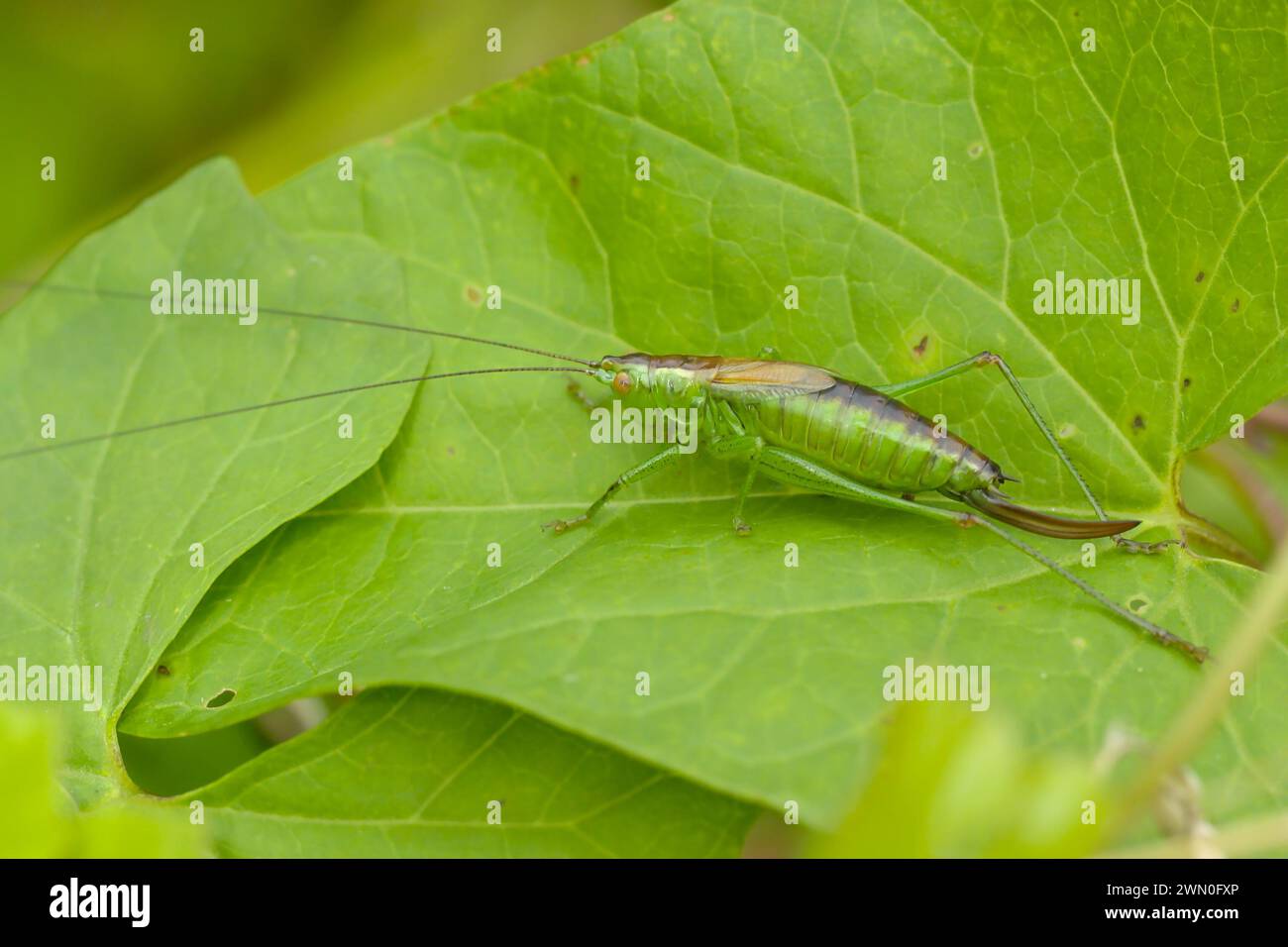 Ein kleines Insekt auf einem Blatt in einer natürlichen Umgebung, Makro, Nahaufnahme Stockfoto