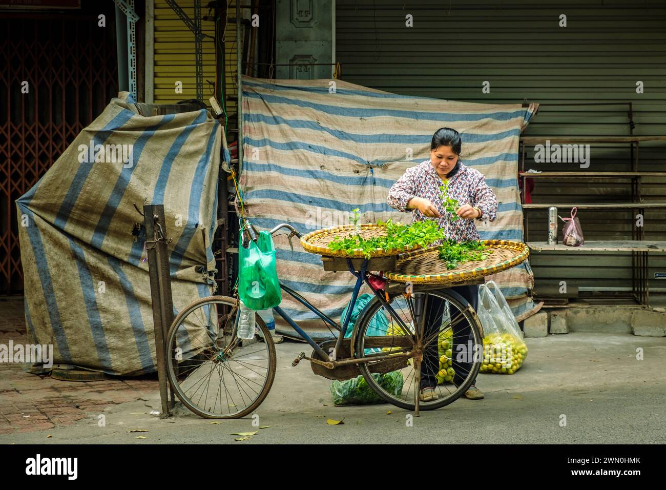 Die vietnamesische Frau bereitet ihre Waren vor, um frisches Obst von ihrem Fahrrad in Hanoi, Vietnam, zu verkaufen Stockfoto