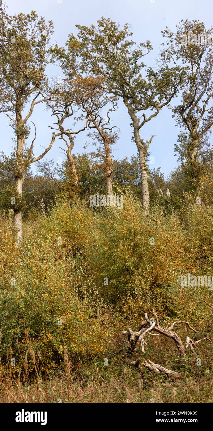 Eine Linie von Oak Quercus sp. Mit einer Unterwelt von Birch. Stockfoto