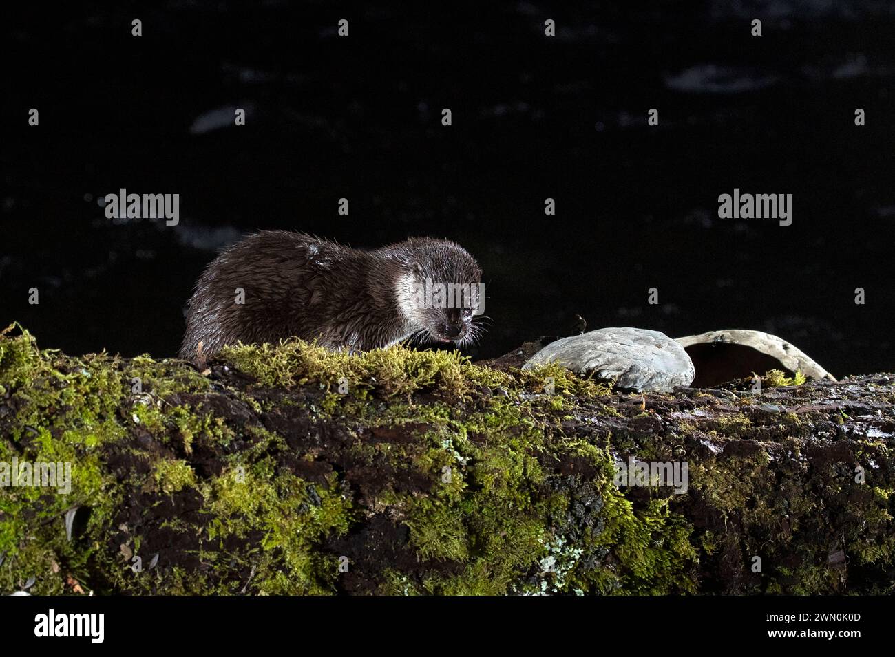 Otter in einem Bergfluss an einem kalten Wintertag in einem eurosibirischen Wald Stockfoto