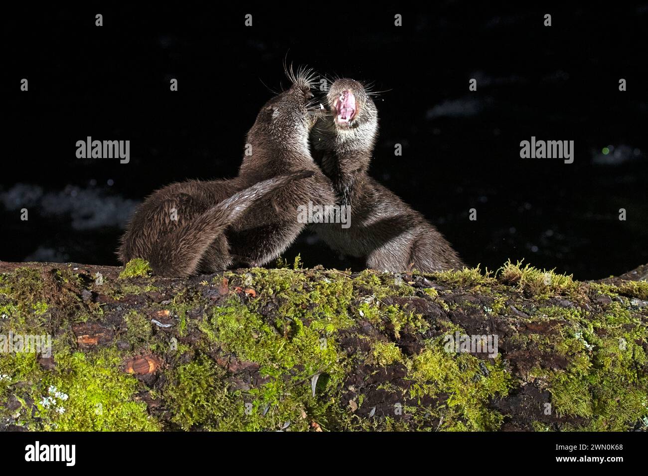 Otter kämpfen am frühen Abend um die Überreste eines Fisches in einem Gebirgsfluss Stockfoto