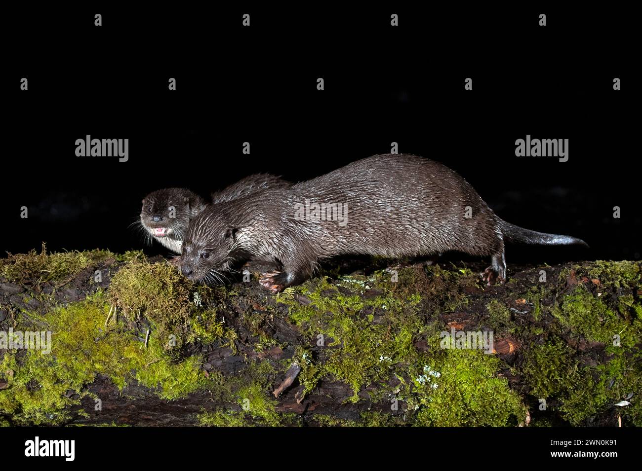 Otter Familie auf einem Bergfluss am frühen Abend eines Wintertages Stockfoto