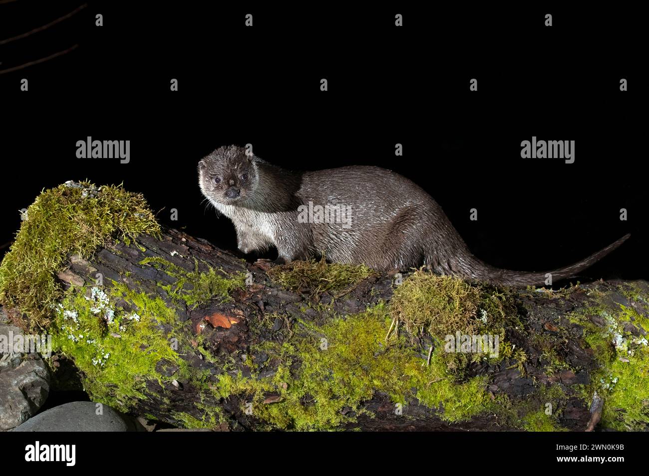 Otter in einem Bergfluss an einem kalten Wintertag in einem eurosibirischen Wald Stockfoto