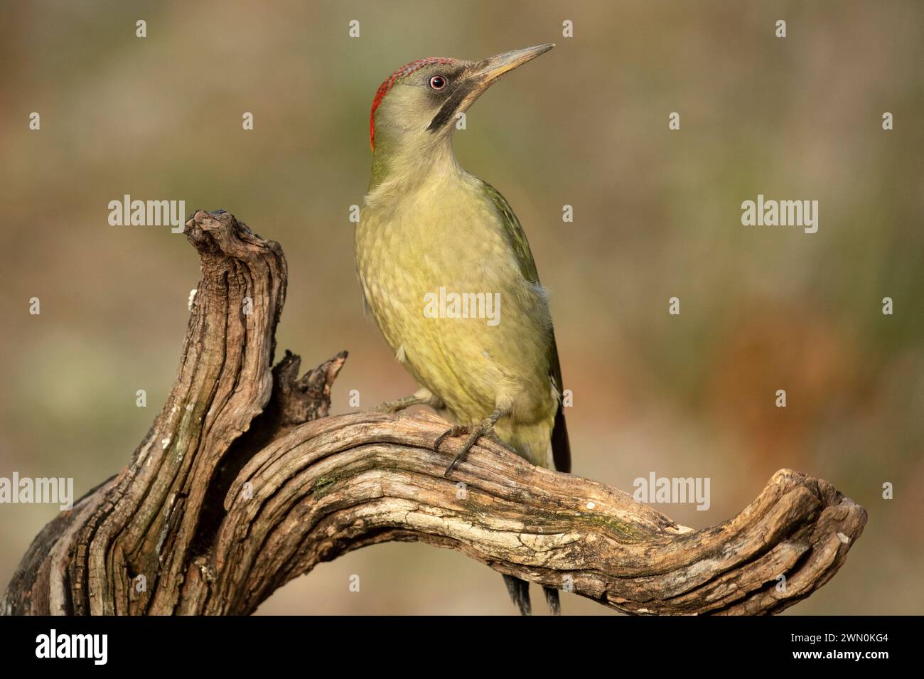 Grüner Spechte Weibchen in einem Euro-sibirischen Buchen- und Eichenwald mit dem letzten Licht des Nachmittags Stockfoto