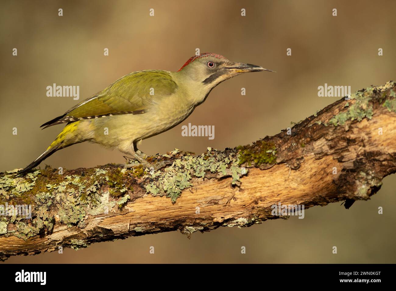 Grüner Spechte Weibchen in einem Euro-sibirischen Buchen- und Eichenwald mit dem letzten Licht des Nachmittags Stockfoto