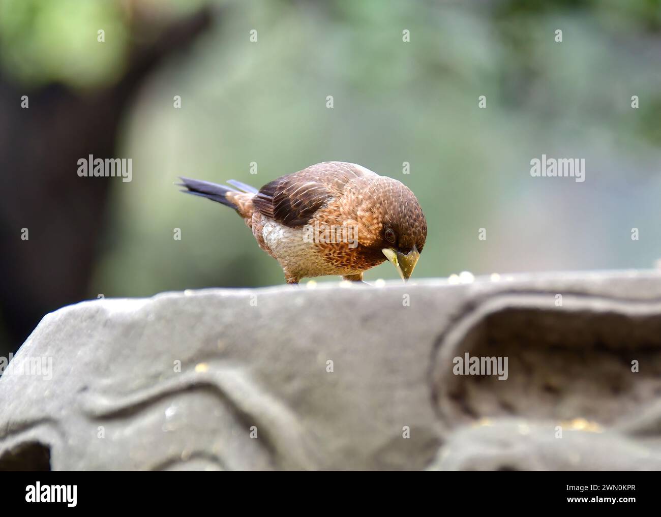 Weißrumpelmunia, schlifffinke, Spitzschwanz-Bronzemännchen, Capucin domino, Lonchura striata, hegyesfarkú bronzpinty, China, Asien Stockfoto