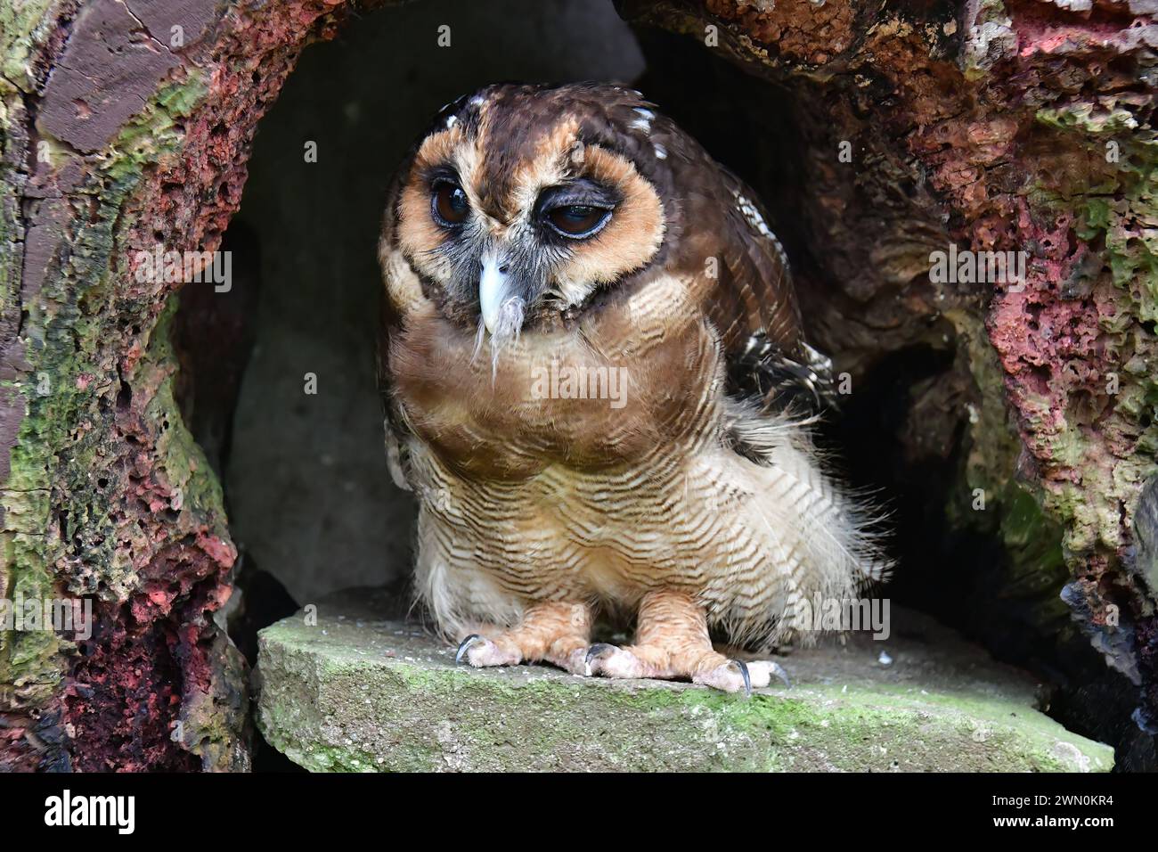 Braunholzeule, Malaienkauz, Chouette leptogramme, Strix leptogrammica, maláj erdeibagoly, Malaysia, Asien Stockfoto