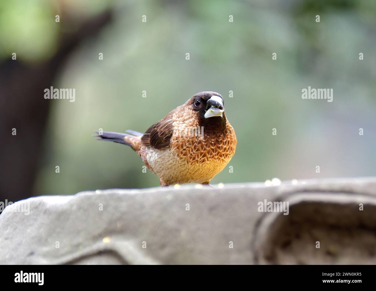 Weißrumpelmunia, schlifffinke, Spitzschwanz-Bronzemännchen, Capucin domino, Lonchura striata, hegyesfarkú bronzpinty, China, Asien Stockfoto