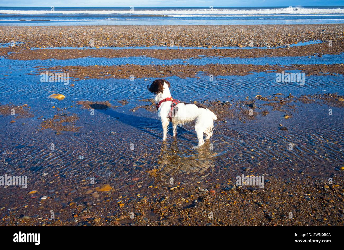 Ein Jahr alter springer Spaniel an einem Strand, der im flachen Wasser steht Stockfoto