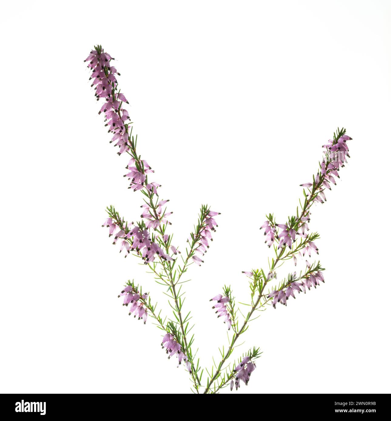 Mehrere Blüten Stockfoto