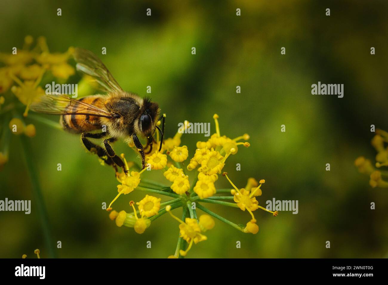 Eine Biene landet auf einer Blume. Stockfoto