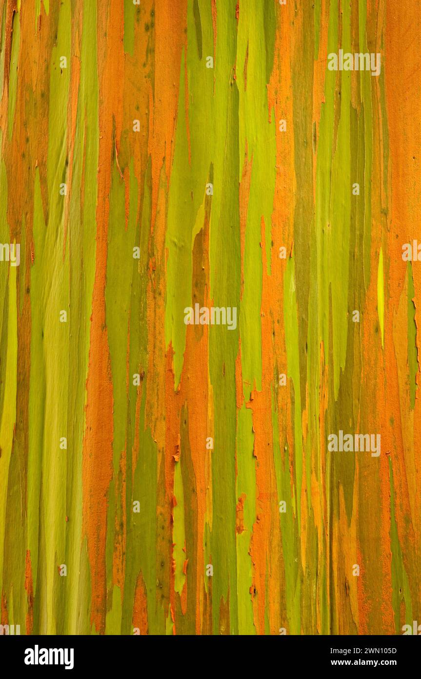 Regenbogen-Eukalyptus-Baumstamm; Wahiawa Botanical Garden, Oahu, Hawaii. Stockfoto