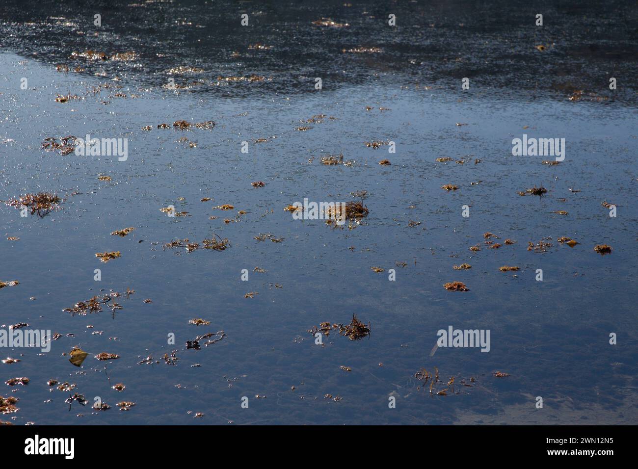 Seegras auf der Oberfläche Stockfoto