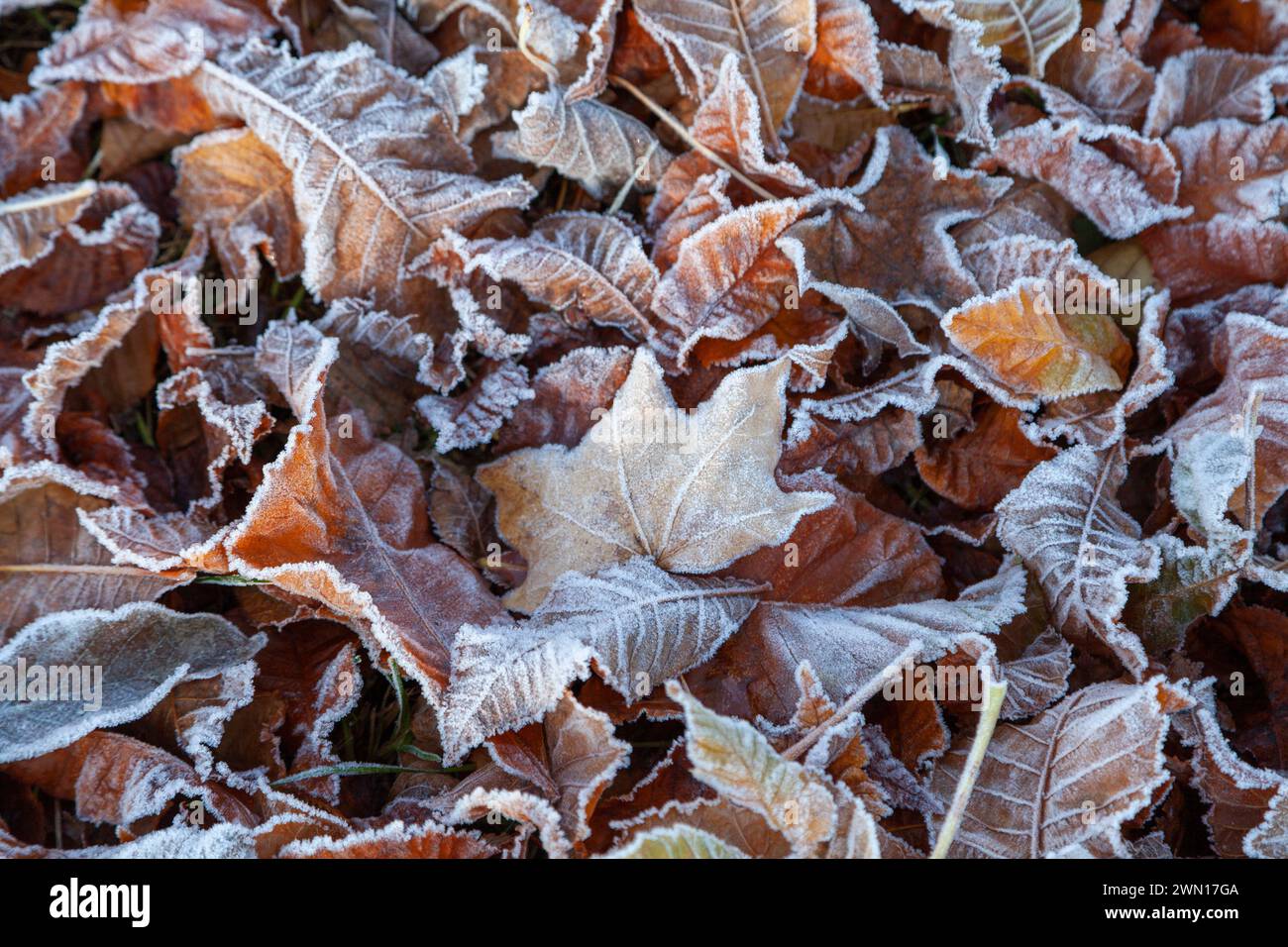 Gefrorene Blätter auf dem Boden mit Frost bedeckt Stockfoto