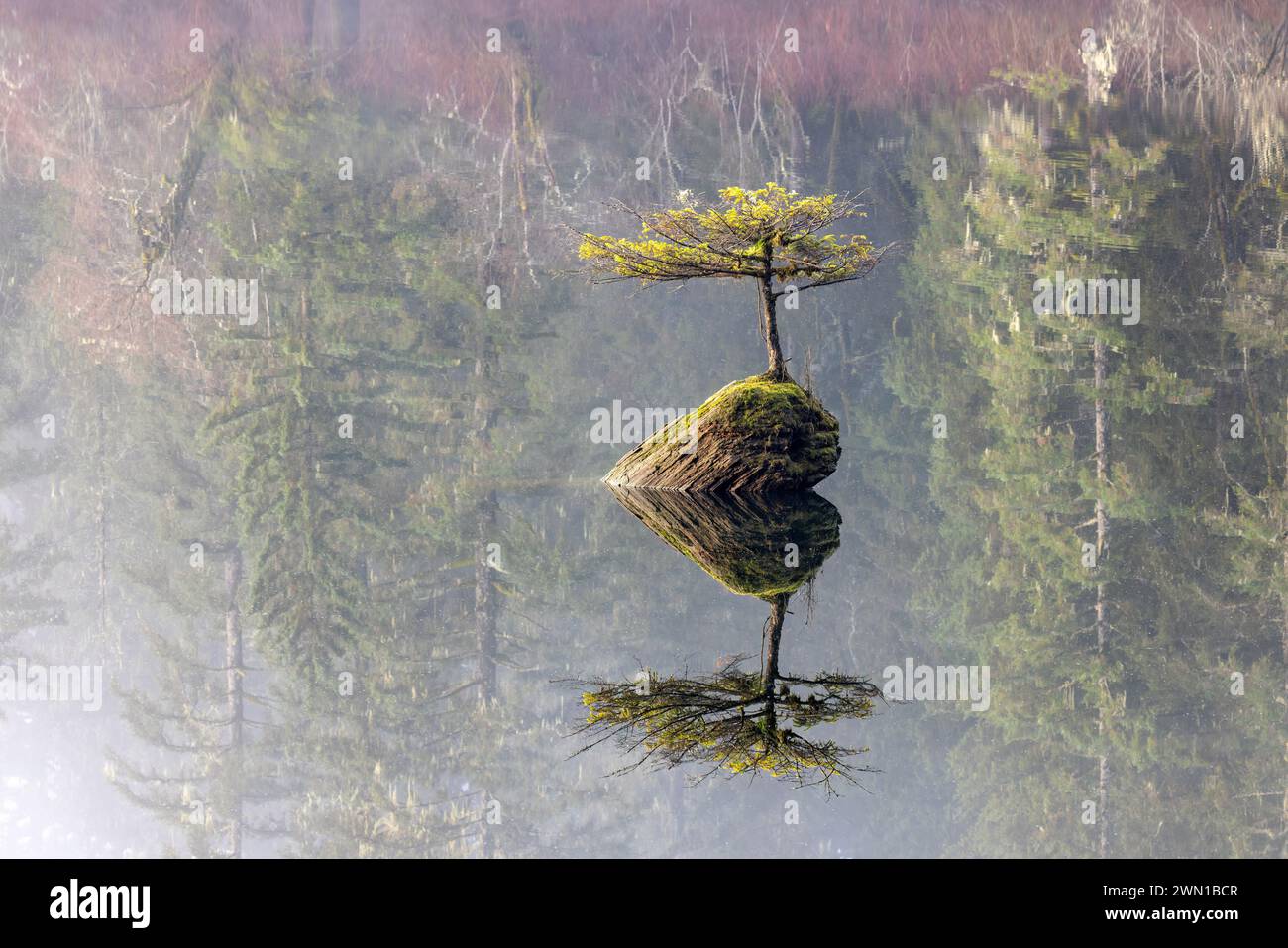 Fairy Lake Bonsai Tree (eine winzige Douglasie, die auf einem untergetauchten Baumstamm im Fairy Lake wächst) - Port Renfrew, Vancouver Island, British Columbia, Kanada Stockfoto