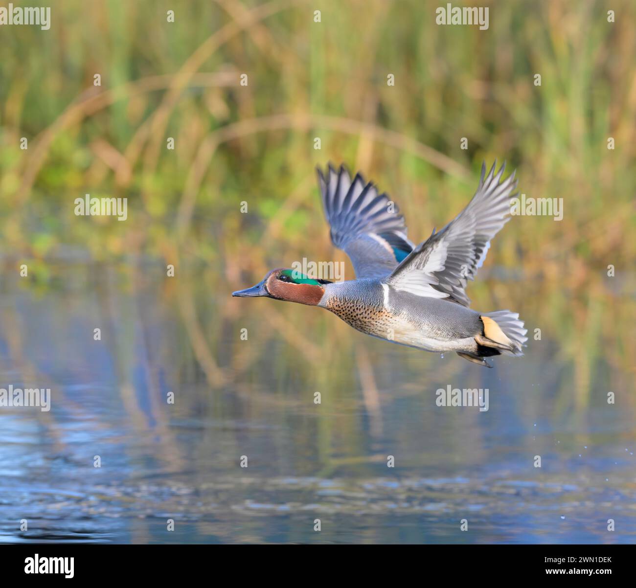 Grün-geflügelter blaugrüner drake (Anas crecca) fliegt über dem See, Galveston, Texas, USA. Stockfoto