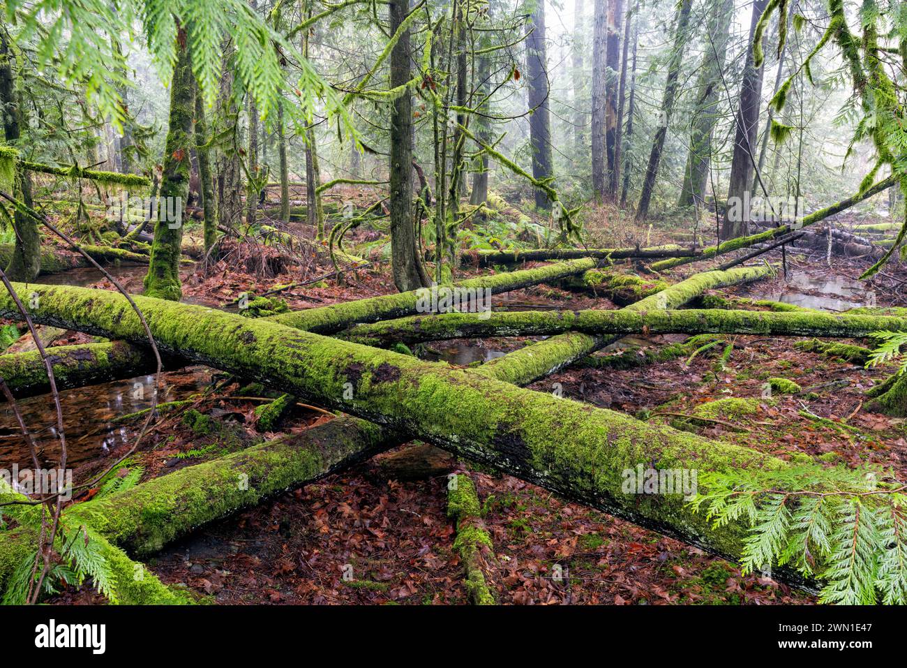 Moosbedeckte umgestürzte Bäume im Goldstream Provincial Park in der Nähe von Victoria, Vancouver Island, British Columbia, Kanada Stockfoto