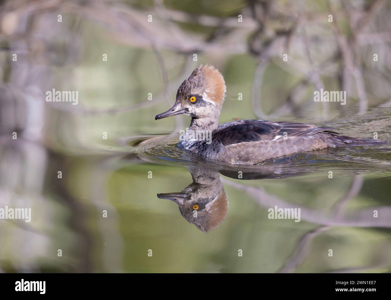 Merganser mit Kapuze, Schwimmen für Frauen mit Reflektion Stockfoto