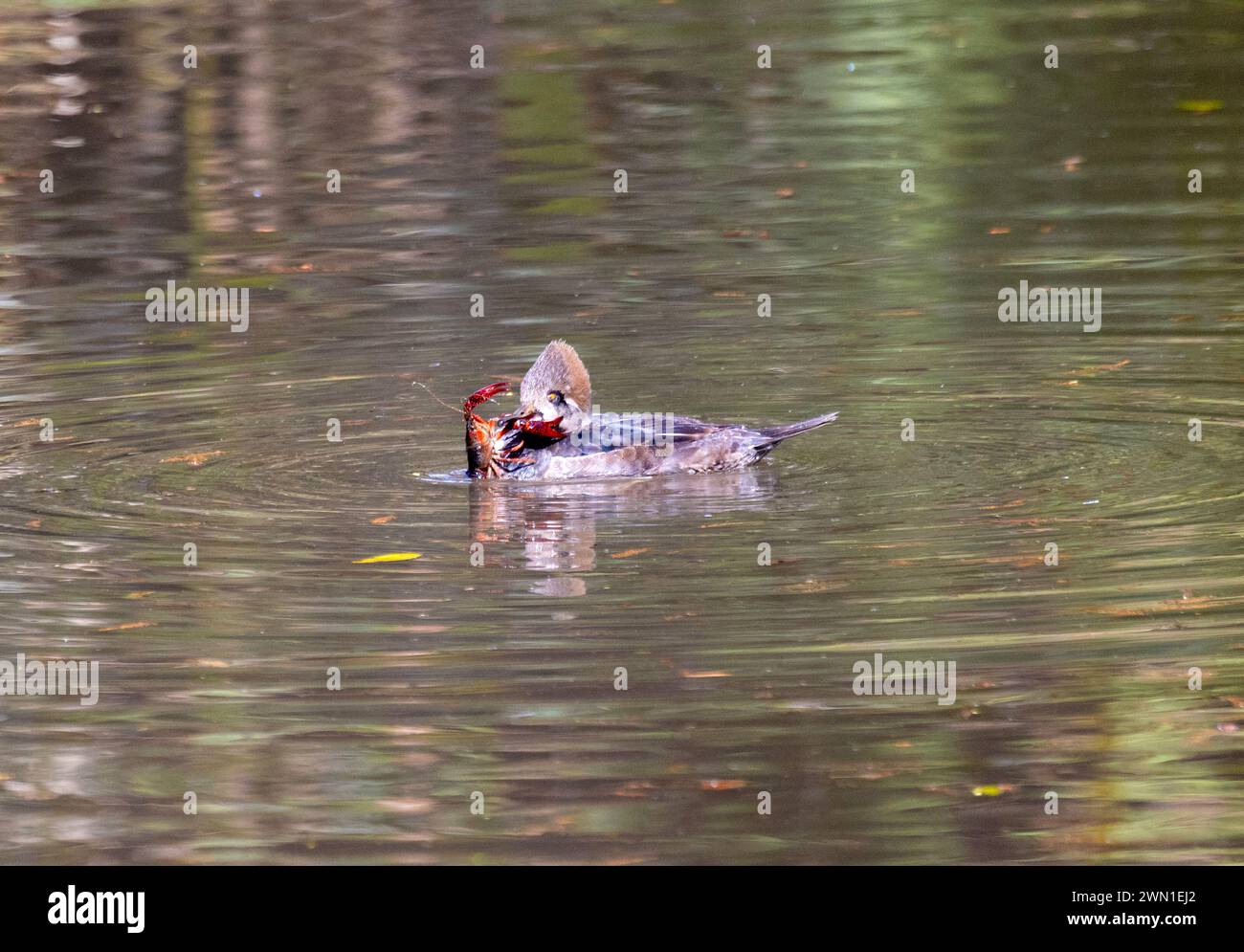 Kapuze Merganser weiblich mit großen Flusskrebsen Stockfoto