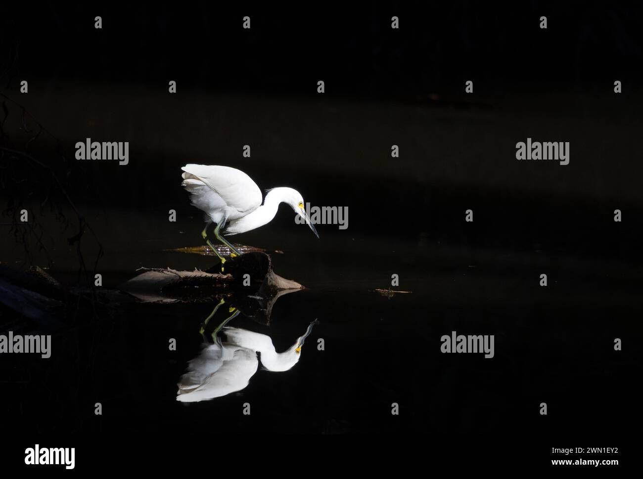 Schneebedeckter Egret und reflektierendes dramatisches Licht Stockfoto