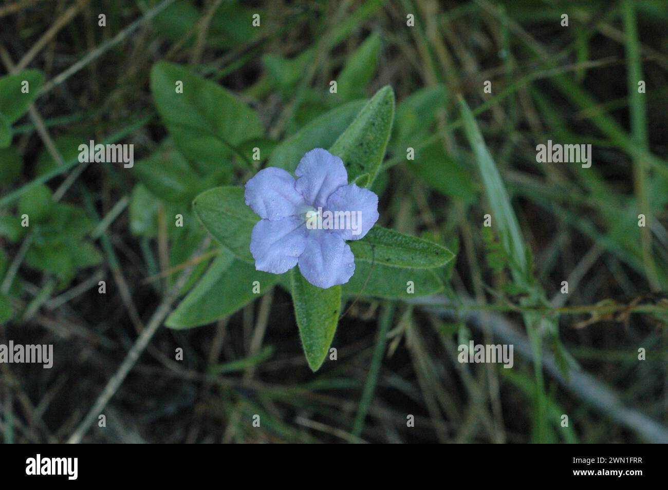 Blick auf die wilde Petunenblüte aus einem hohen Winkel Stockfoto