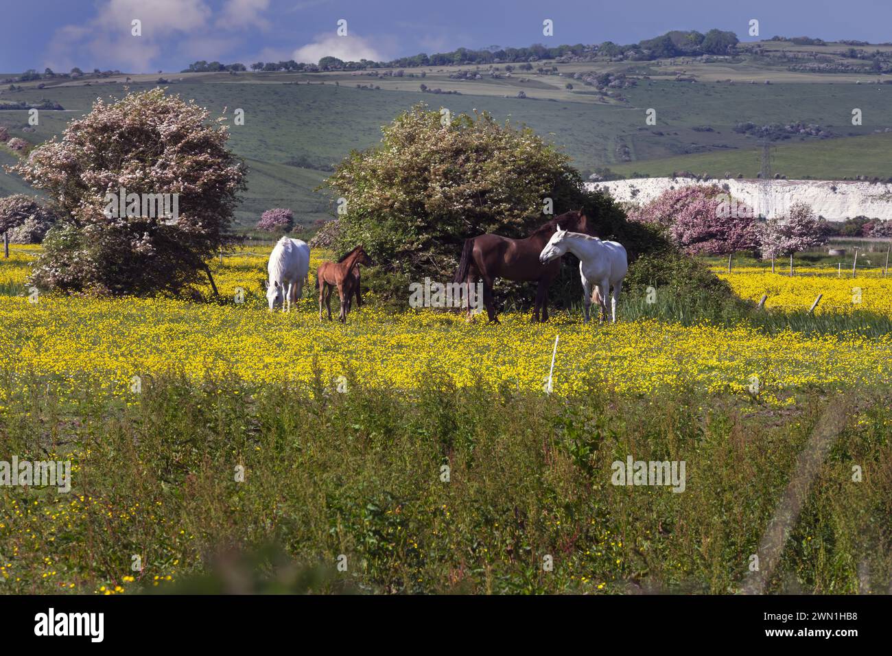Im Frühling spazieren Sie durch East Sussex, England, Pferde auf einem Butterblumenfeld und Lewes Castle im Hintergrund Stockfoto
