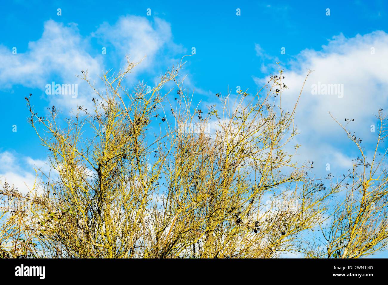Wilde Büsche (Ligustrum vulgare) mit schwarzen Beeren im Winter vor blauem Himmel mit Kumuluswolken, Eye Green Nature Reserve, Peterborough Stockfoto