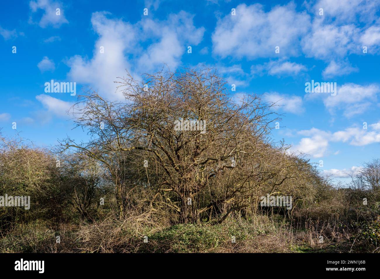 Weißdornbaum im Winter vor blauem Himmel mit verstreuten Kumuluswolken, Eye Green Local Nature Reserve, Peterborough Stockfoto