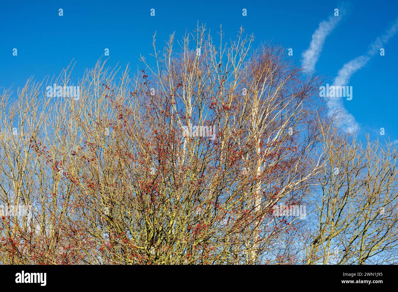Weißdornbeeren (Crataegus spp.) Und Silberbirke (Betula pendula) im Winter vor blauem Himmel, Eye Green Local Nature Reserve, Peterborough Stockfoto