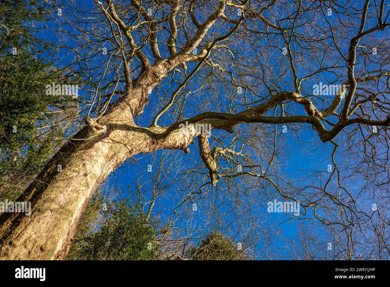 Großer London Plane Tree (Platanus x hispanica), der vermutlich über 300 Jahre alt ist, im Winter in Bluebell Woods, Peterborough, Cambridgeshire Stockfoto