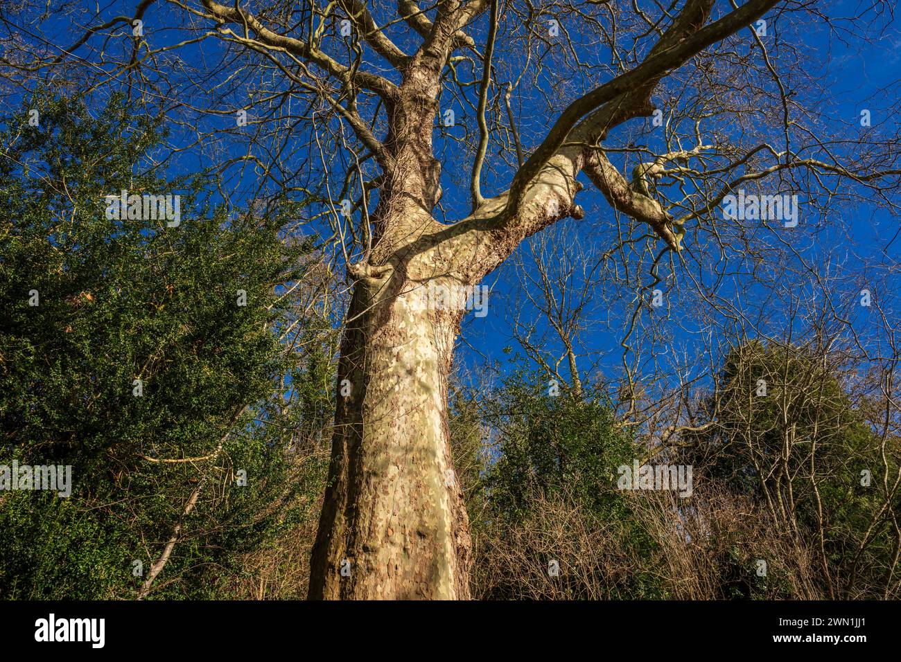Großer London Plane Tree (Platanus x hispanica), der vermutlich über 300 Jahre alt ist, im Winter in Bluebell Woods, Peterborough, Cambridgeshire Stockfoto