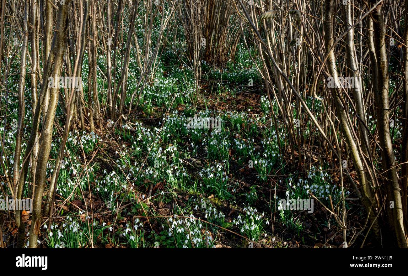 Schneeglöckchen (Galanthus nivalis) blühen im Februar in Haselnusswäldern bei Peterborough, Cambridgeshire, England Stockfoto