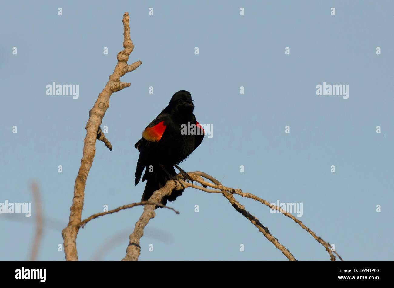 Rotflügel-Blackbird, Agelaius phoeniceus, männliche Berufung Stockfoto