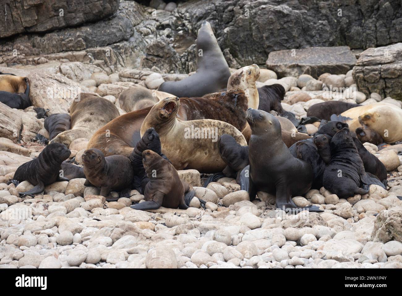 Weibliche Seelöwen, Otaria flavescens, mit Jungtieren auf den Falklandinseln. Stockfoto