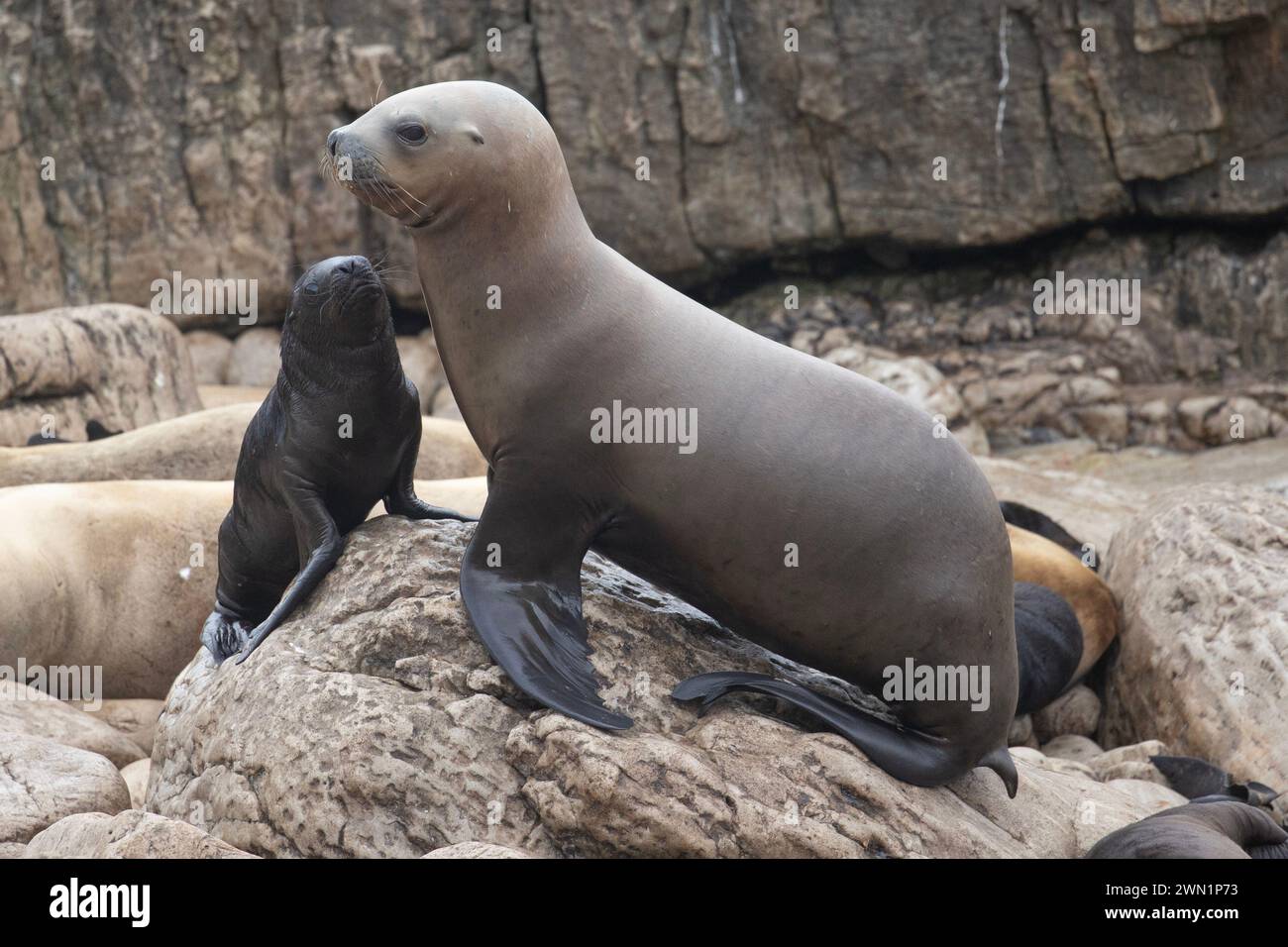 Weibliche Südliche Seelöwen, Otaria flavescens, mit Welpen, auf den Falklandinseln. Stockfoto