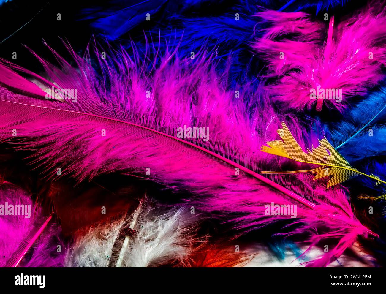 Eine Künstlerauswahl von Federn Stockfoto