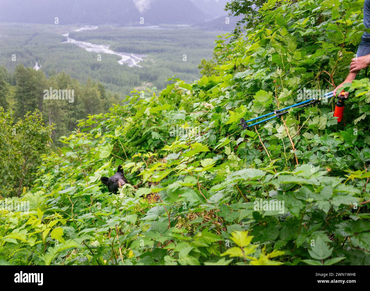 Ein Bär, der auf einem Wanderweg aus dem Busch geht. Menschliche Hände halten Bärenspray und Gehstöcke. Bärenbegegnung am Exit Glacier Track. Kenai Fjorde Stockfoto