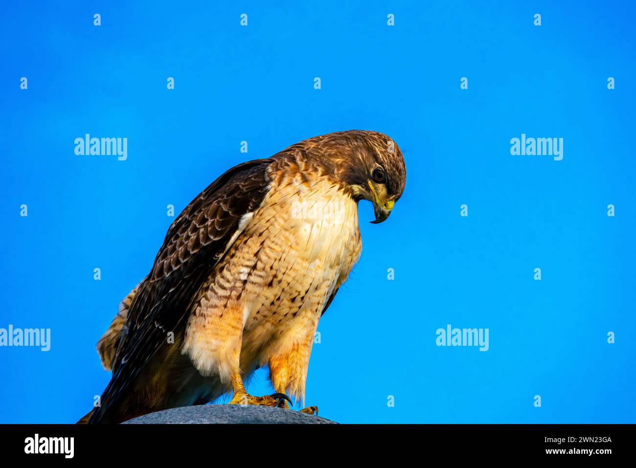 Ein Falke schaut nach unten und scannt den Boden ab Stockfoto