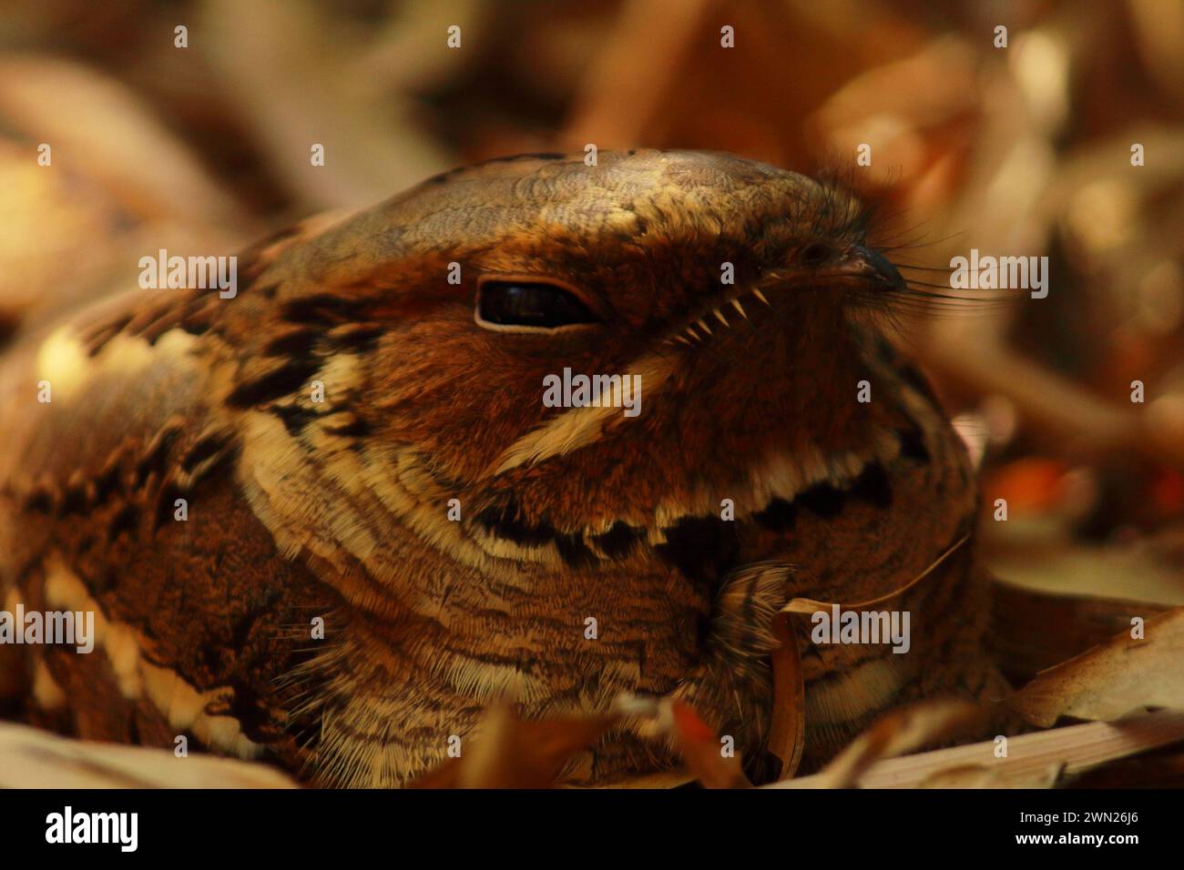 Nahaufnahme des Nachtvogels Langschwanz-Nachtschwärzglas (Caprimulgus climacurus) auf Waldboden, Tarnung mit trockenen Blättern Stockfoto