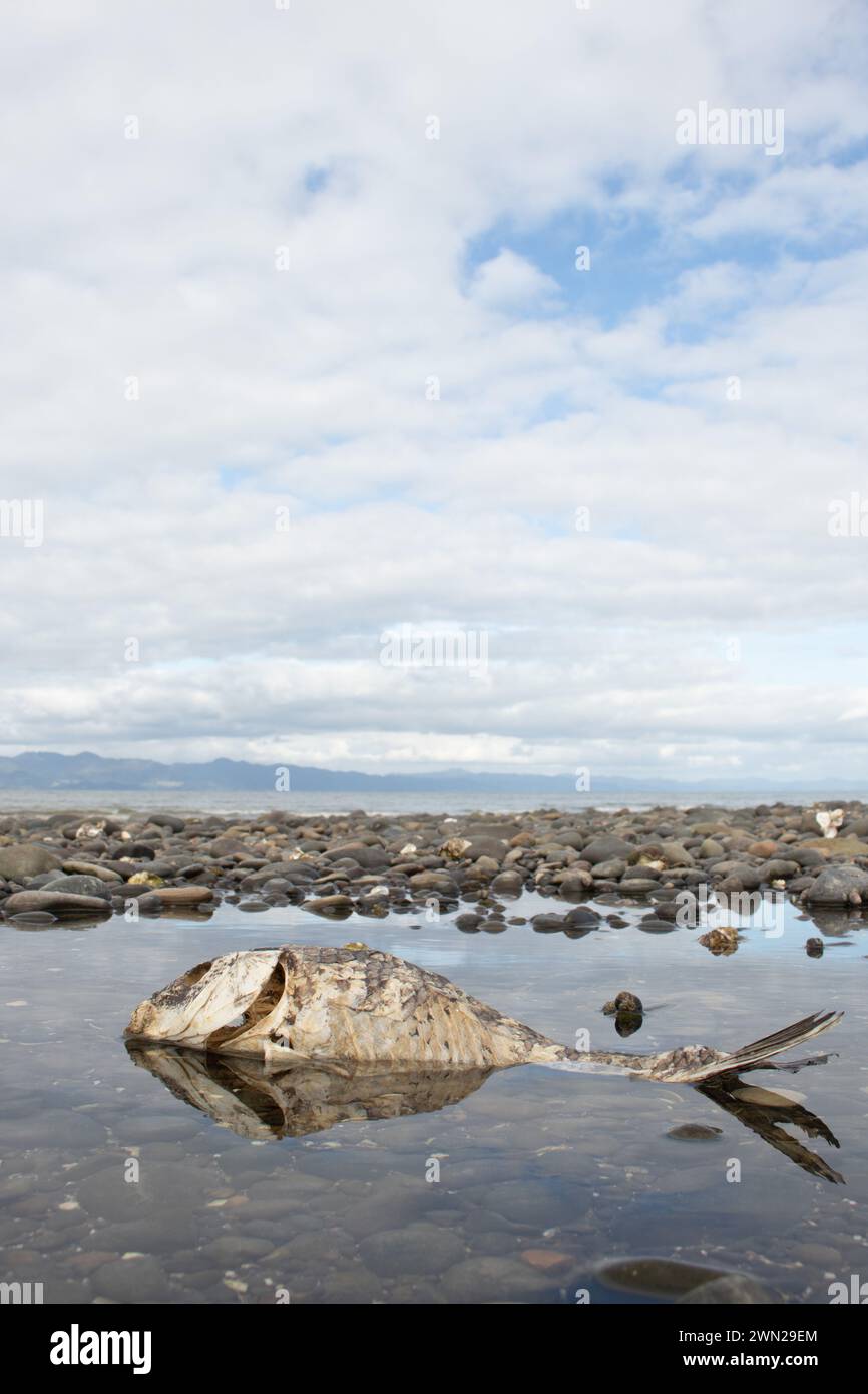 Sterblichkeit reflektiert - tote Fische in einem Felsbecken neben dem Ozean. Stockfoto