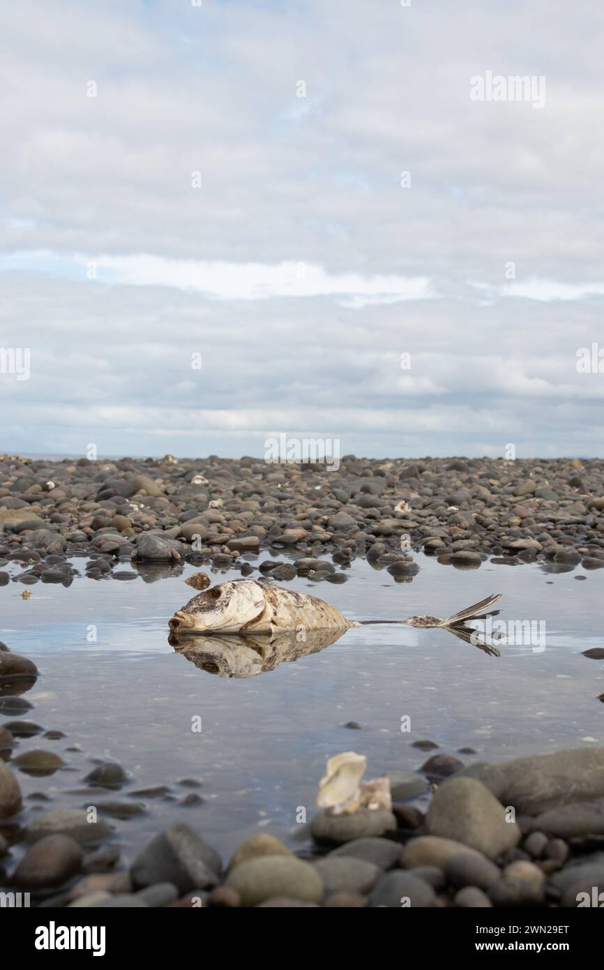 Sterblichkeit reflektiert - tote Fische in einem Felsbecken neben dem Ozean. Stockfoto