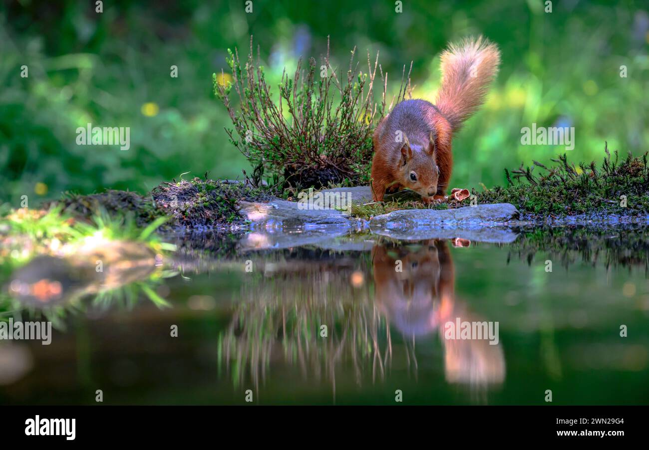 Ein Eichhörnchen, das auf Felsen nach Nahrung sucht Stockfoto