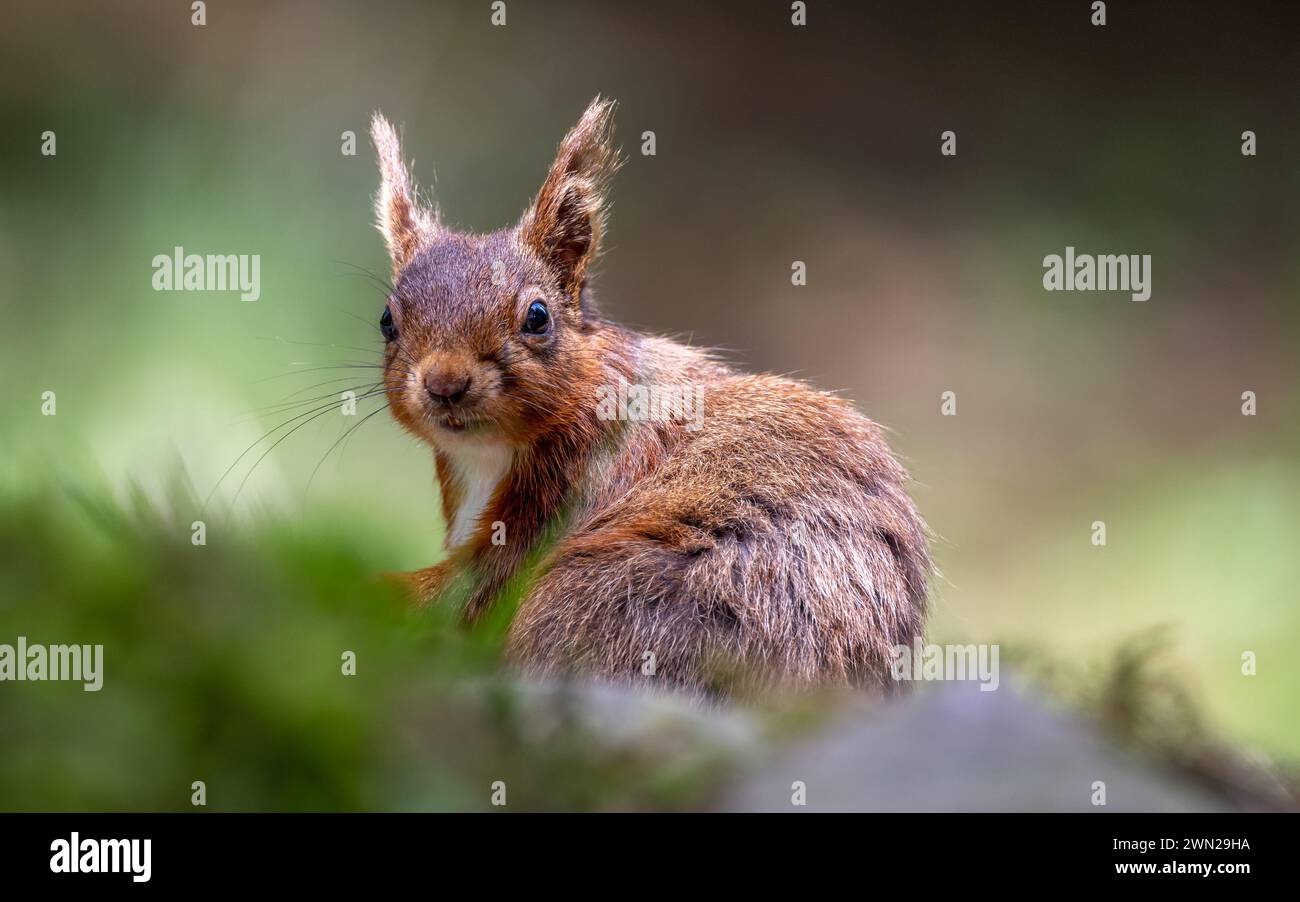 Rotes Eichhörnchen auf Nahrungssuche im Graswald Stockfoto
