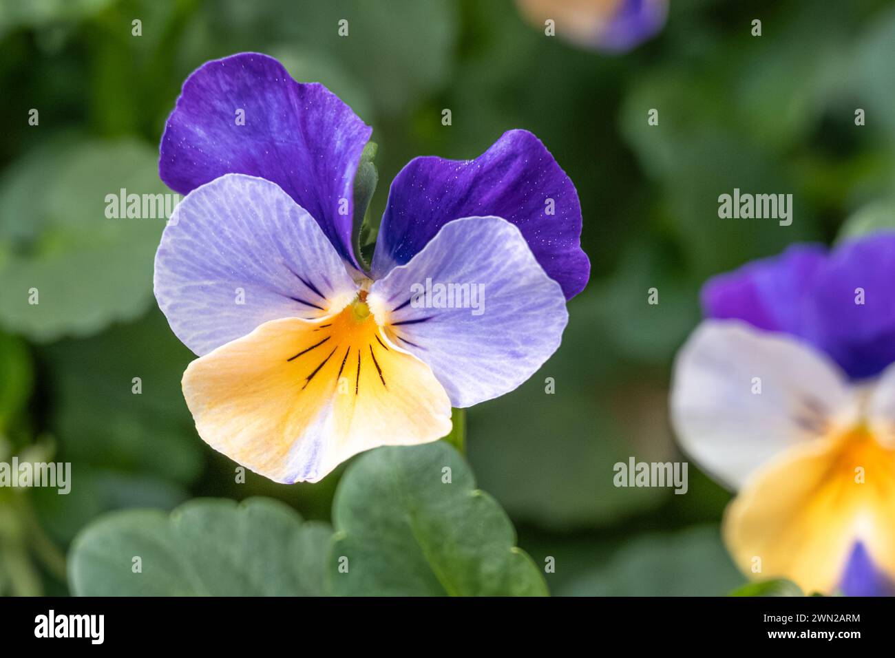 Viola Tricolor Veilchen im Atlanta Botanical Garden in Midtown Atlanta, Georgia. (USA) Stockfoto