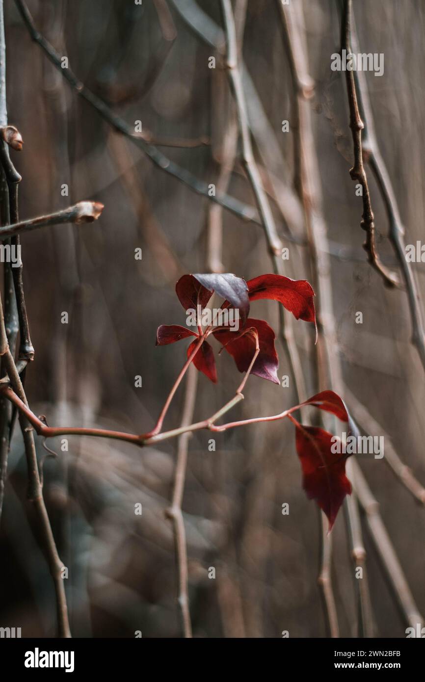 Das Flüstern der Natur, das Echo des Herbstes, die letzten einsamen roten Blätter auf dem kargen Kletterer, der sich dem kalten Winter widersetzt. Stockfoto