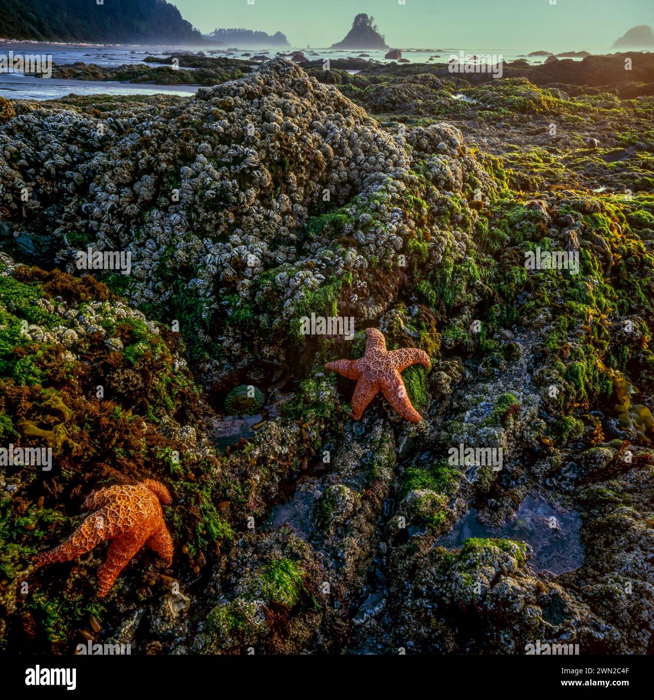 Tidepool, Shi Shi Beach, Olympic National Park, Washington Stockfoto