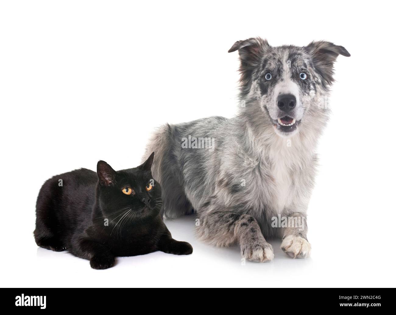 Junge Border Collie und Katze vor weißem Hintergrund Stockfoto